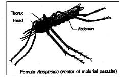 Biology, Class 9, Health and Disease, Types of Diseases, Symptoms
